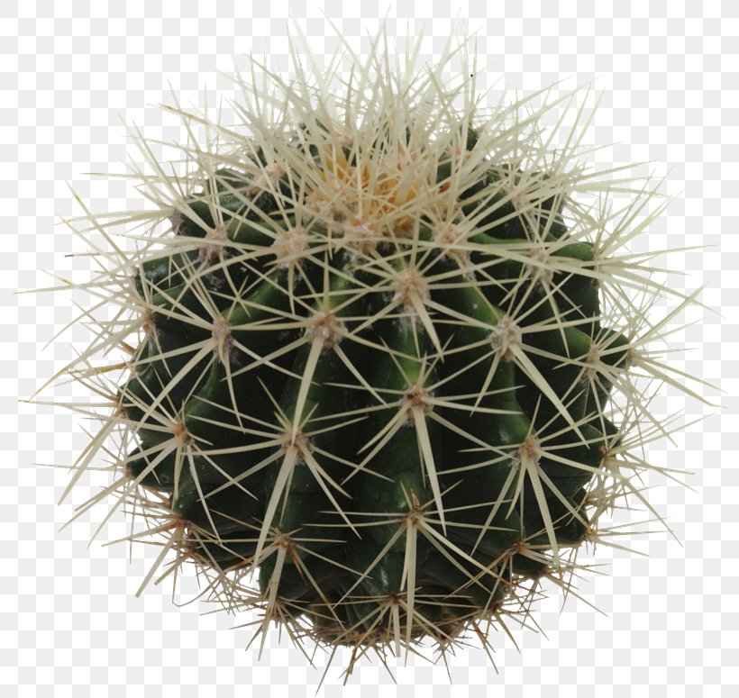 Cactaceae Clip Art, PNG, 800x775px, Cactaceae, Cactus, Caryophyllales, Clipping, Clipping Path Download Free