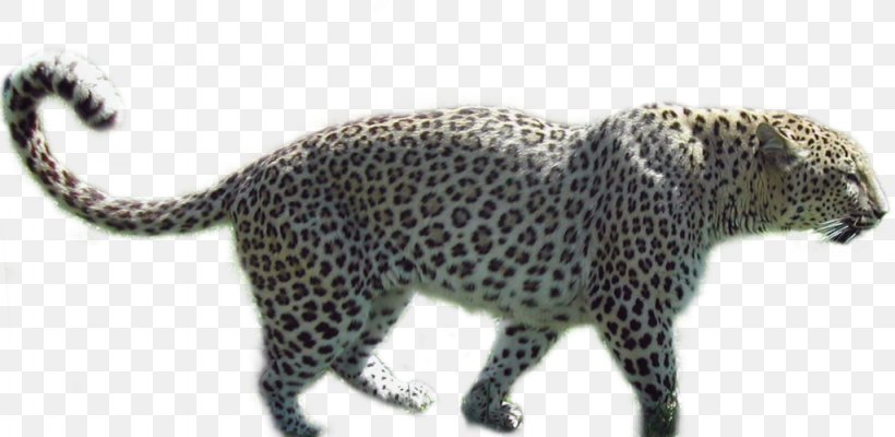 Leopard Jaguar Black Panther Cheetah, PNG, 1024x500px, Leopard, Animal, Animal Figure, Art, Big Cats Download Free