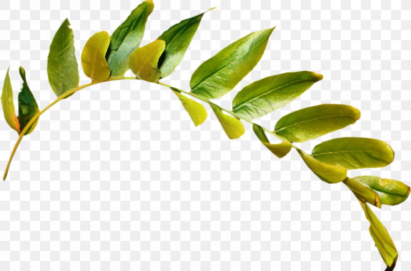 Clip Art Transparency Desktop Wallpaper Image, PNG, 947x624px, Leaf, Arctostaphylos, Botany, Branch, Drawing Download Free