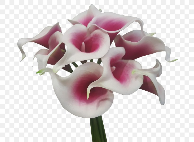 Arum-lily Cut Flowers Artificial Flower Flower Bouquet, PNG, 800x600px, Arumlily, Artificial Flower, Calla Lily, Cut Flowers, Flower Download Free