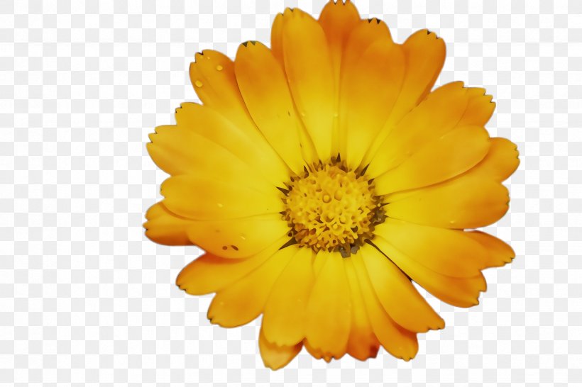 Blossom Background, PNG, 2448x1632px, Marigold, Annual Plant, Bloom, Blossom, Calendula Download Free