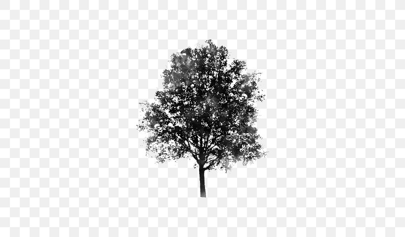 Branch Judas-tree Woody Plant Evergreen, PNG, 640x480px, Branch, Black And White, Drawing, Evergreen, Judastree Download Free