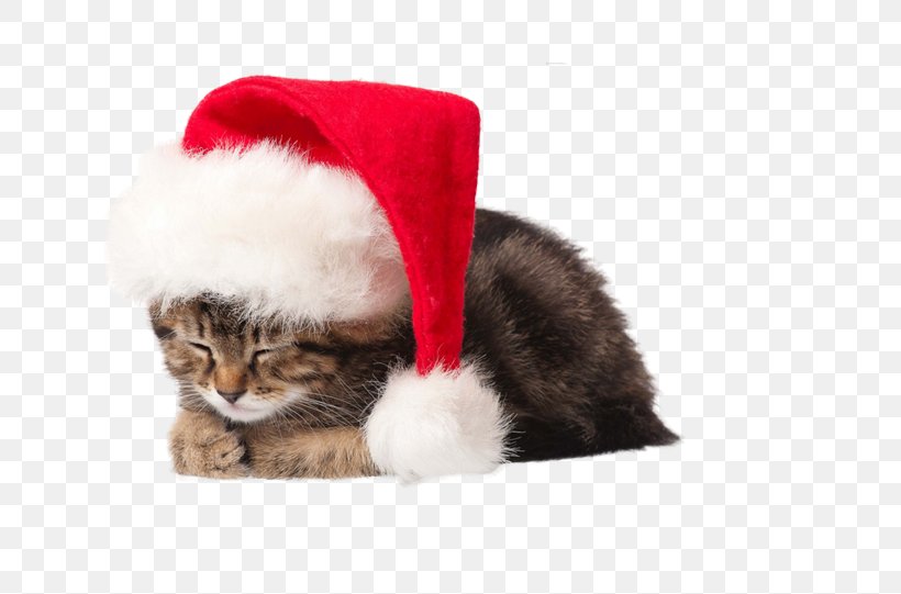 Kitten Cat Santa Claus Puppy Christmas, PNG, 769x541px, Kitten, Carnivoran, Cat, Cat Like Mammal, Christmas Download Free