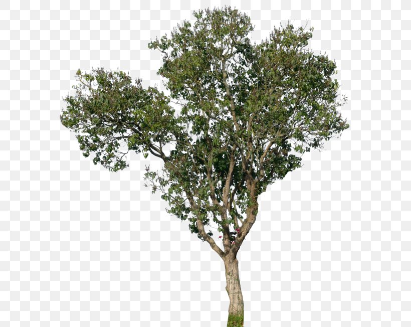 Populus Nigra Tree Oak Magnolia, PNG, 600x652px, Populus Nigra, American Sycamore, Branch, Cottonwood, Deciduous Download Free