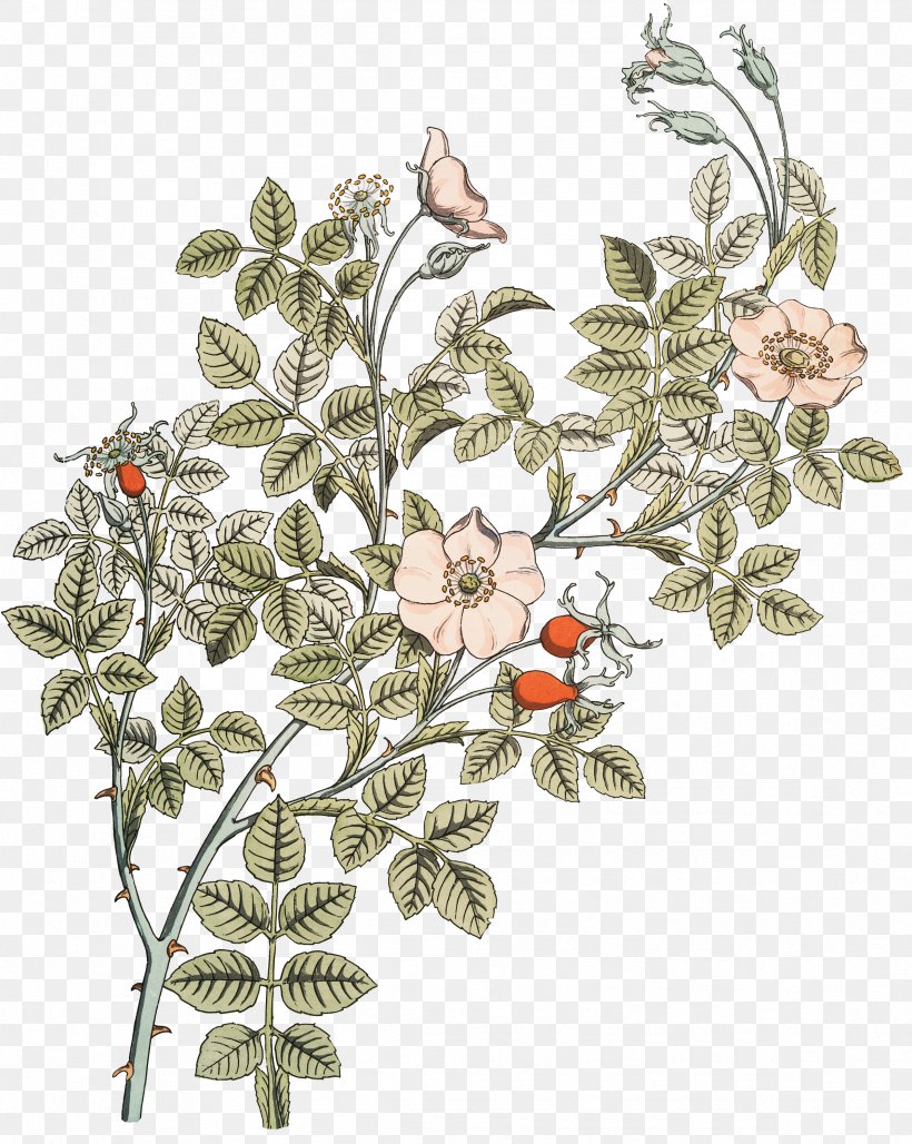 Botanical Illustration Rose Botany Drawing, PNG, 2391x3000px, Botanical Illustration, Art, Art Nouveau, Body Jewelry, Botanical Illustrator Download Free
