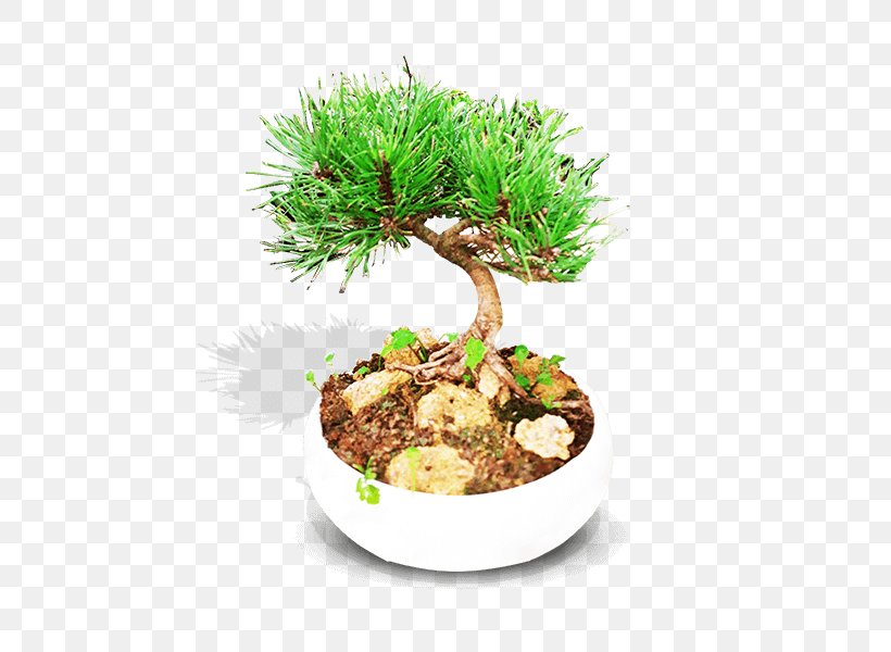 Bonsai Flowerpot Vase Ornamental Plant Tree, PNG, 600x600px, Bonsai, Cactus, Coleus, Crock, Cutting Download Free