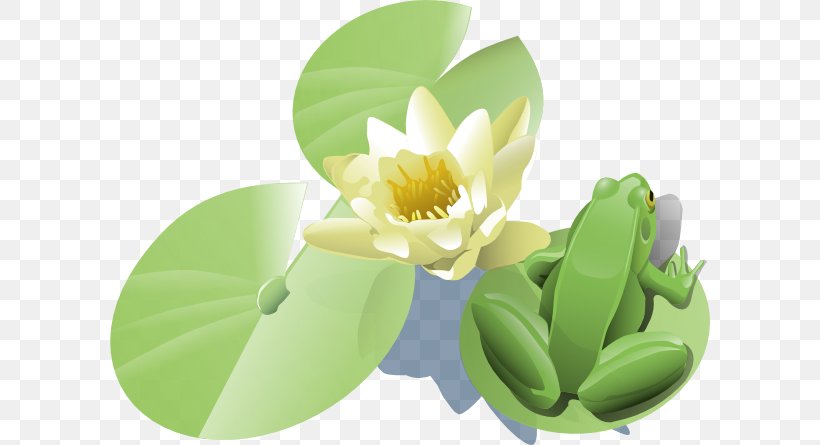 Frog Water Lilies Clip Art, PNG, 600x445px, Frog, Drawing, Flora, Flower, Green Download Free