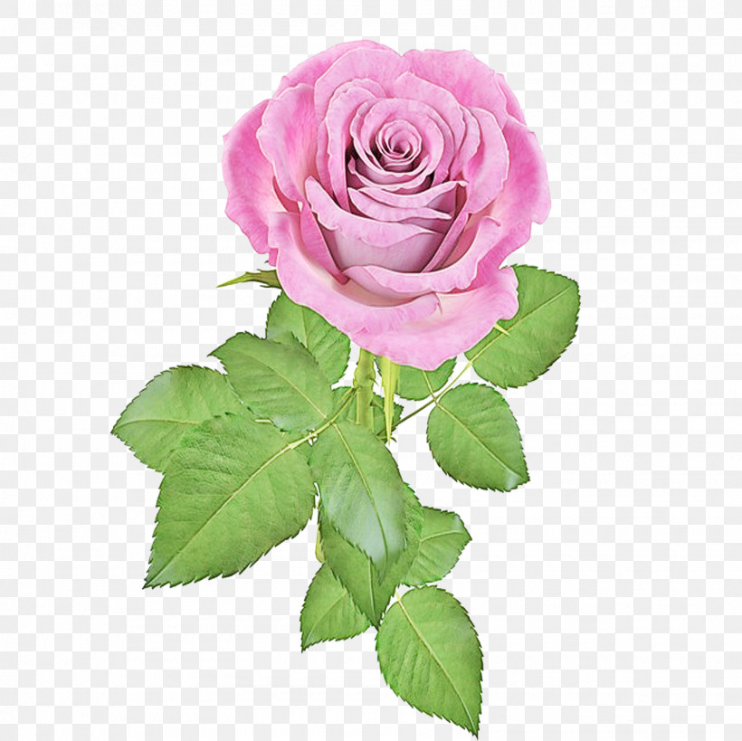 Garden Roses, PNG, 1600x1600px, Flower, Floribunda, Garden Roses, Petal, Pink Download Free