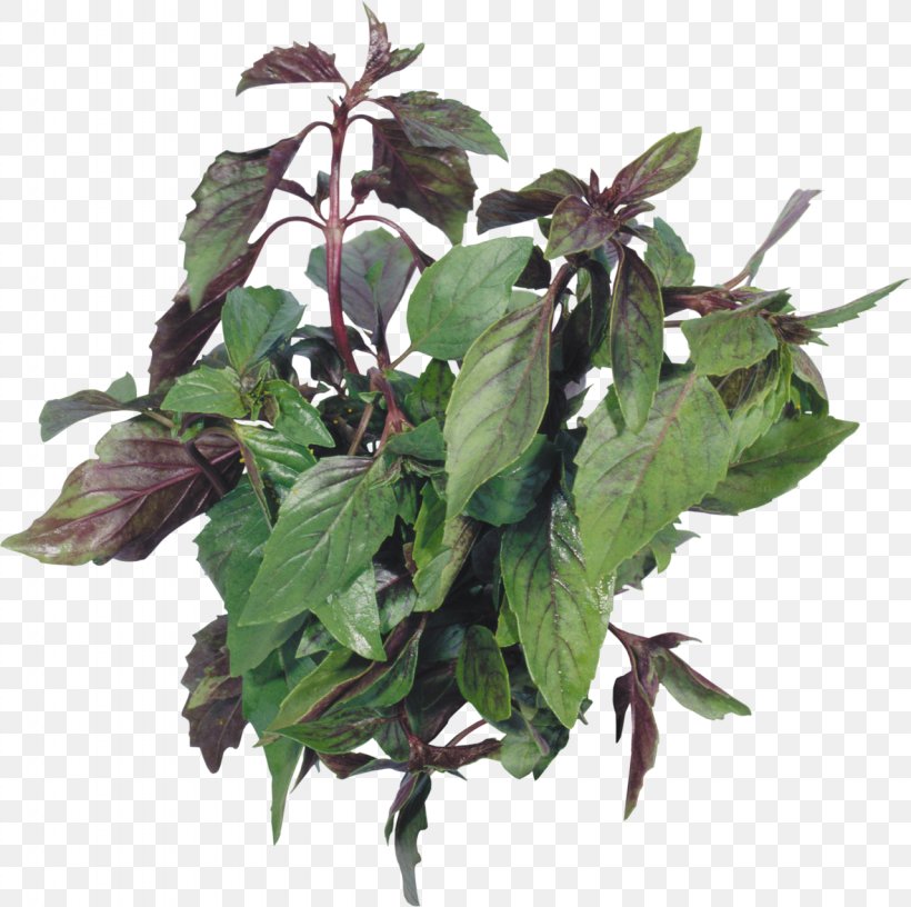 Herb Beefsteakplant Peppermint Basil Spice, PNG, 1280x1275px, Herb, Basil, Beefsteak Plant, Beefsteakplant, Diet Food Download Free