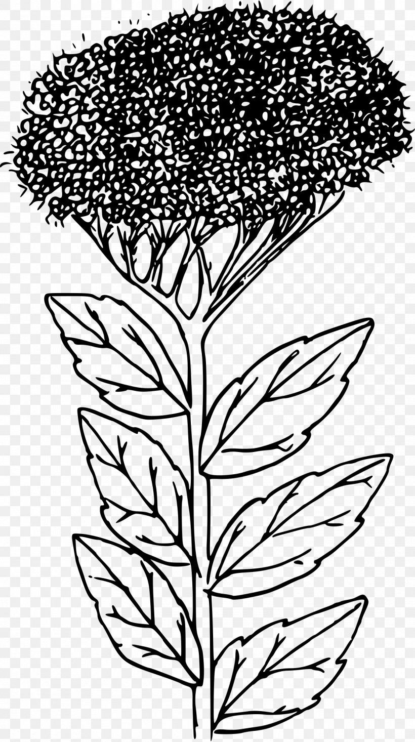 Botany Coloring Book (HarperCollins Coloring Books Botanical Gardens Coloring Book, PNG, 1342x2400px, Coloring Book, Adult, Black And White, Book, Botany Download Free