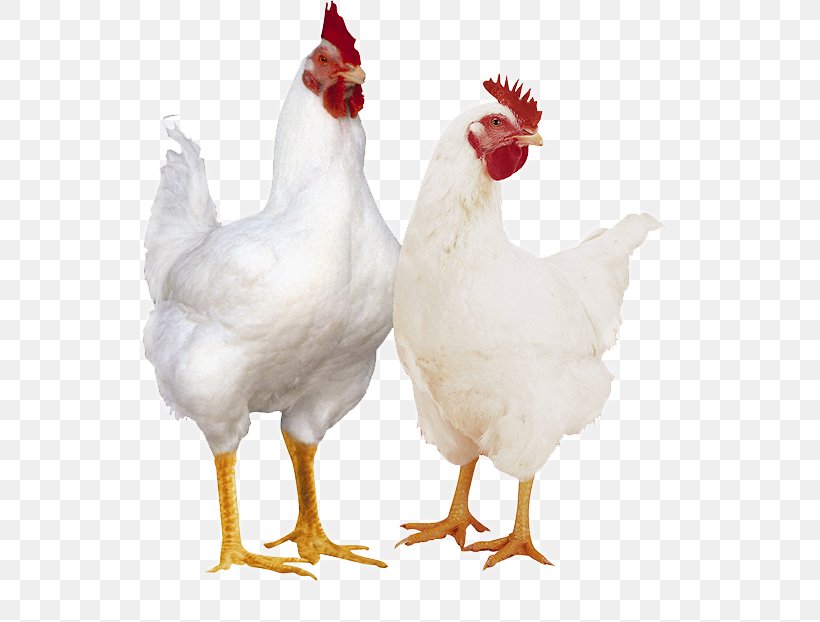 Broiler Cornish Chicken Poultry Farming Chicken As Food, PNG, 695x622px, Broiler, Beak, Bird, Chicken, Chicken As Food Download Free