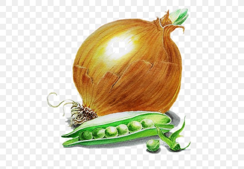 French Onion Soup Painting Scallion Vegetable, PNG, 564x569px, French Onion Soup, Art, Artist, Drawing, Fine Art Download Free