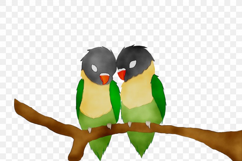 Pet Beak Parakeet, PNG, 2016x1344px, Pet, Adaptation, Animation, Beak, Bird Download Free