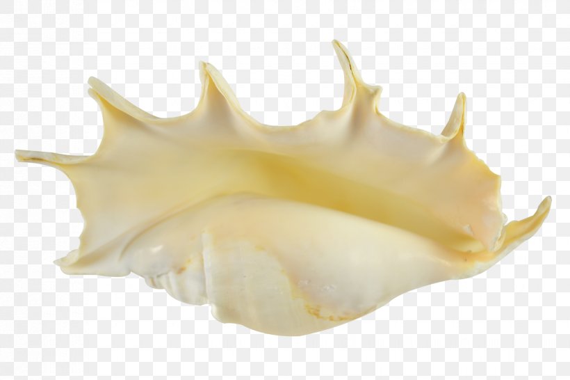 Seashell Lambis Truncata Shankha Sea Snail, PNG, 1650x1100px, Seashell, Beach, Conch, Coral, Jaw Download Free