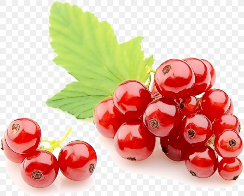 Fruit Cartoon, PNG, 1548x1243px, Redcurrant, Arctostaphylos, Berries, Berry, Blackberry Download Free