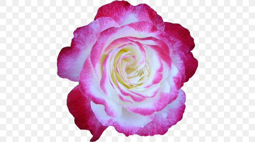 Garden Roses Flower Centifolia Roses Album Yandex Search, PNG, 456x458px, Garden Roses, Album, Author, Centifolia Roses, Cut Flowers Download Free