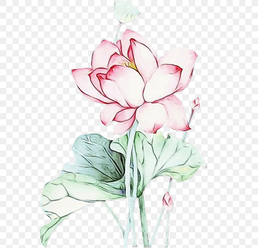 Lotus, PNG, 606x790px, Watercolor, Anthurium, Aquatic Plant, Cut Flowers, Flower Download Free