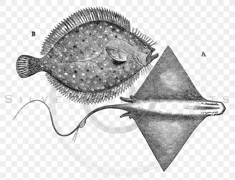 Fish Cartoon, PNG, 1005x768px, Drawing, Antique, Butterflyfish, Creativity, Electric Ray Download Free