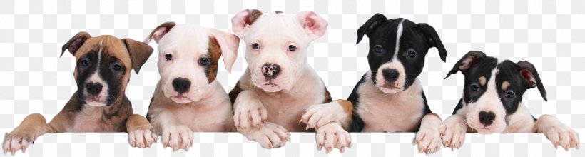 Marley & Me: Life And Love With The World's Worst Dog Dog Breed American Pit Bull Terrier Puppy, PNG, 1765x475px, Dog Breed, American Pit Bull Terrier, Animal, Animal Figure, Breed Download Free