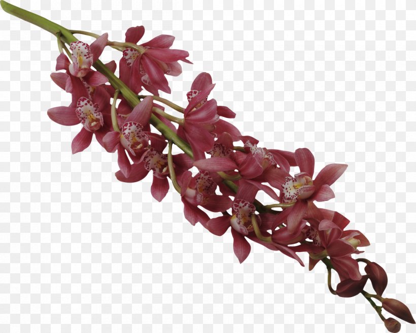 Phytotherapy Orchids Plant Acupuncture, PNG, 1200x963px, Therapy, Abdominal Cavity, Acupuncture, Ascites, Branch Download Free