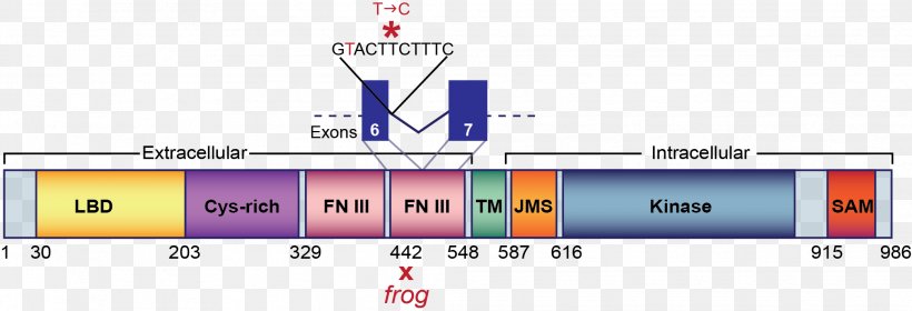 Protein Domain Mutation Gene EPH Receptor A2 Structure, PNG, 2083x712px, Protein Domain, Antiparallel, Brand, Diagram, Domain Name Download Free