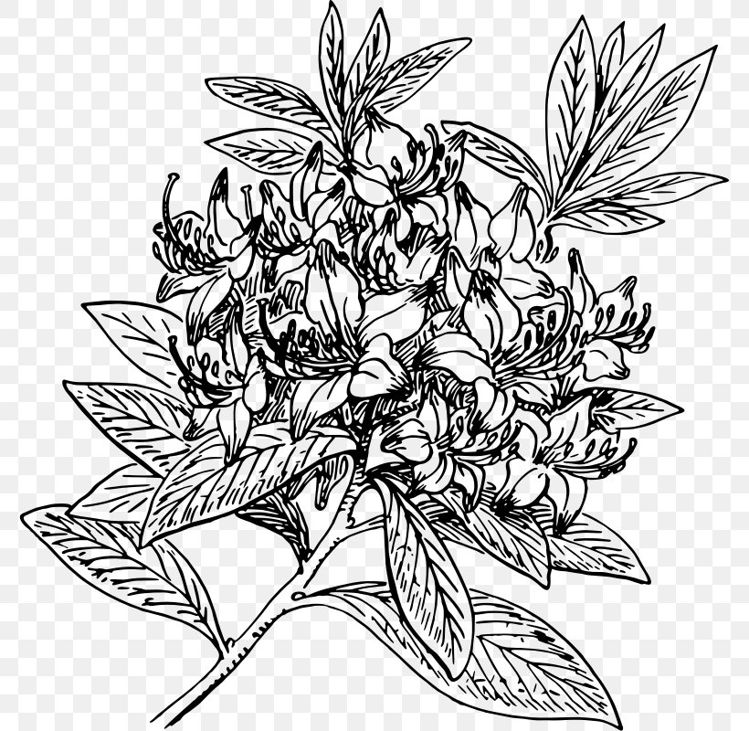 Rhododendrons & Azaleas Rhododendron Dekatanum Clip Art, PNG, 778x800px, Rhododendron, Artwork, Black And White, Fictional Character, Flora Download Free