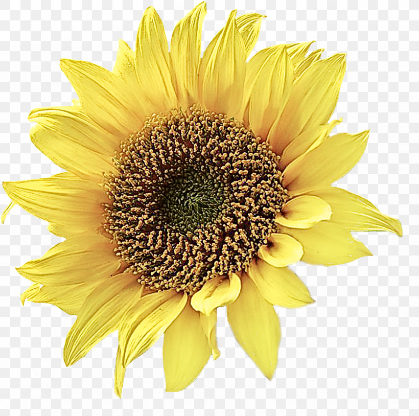 Sunflower, PNG, 1181x1173px, Flower, Annual Plant, Asterales, Cuisine, Cut Flowers Download Free
