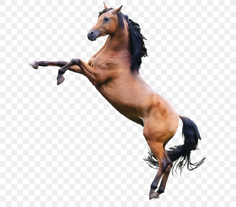 Arabian Horse Stallion Graphic Design Mockup, PNG, 634x720px, Arabian Horse, English, Halter, Horse, Horse Like Mammal Download Free