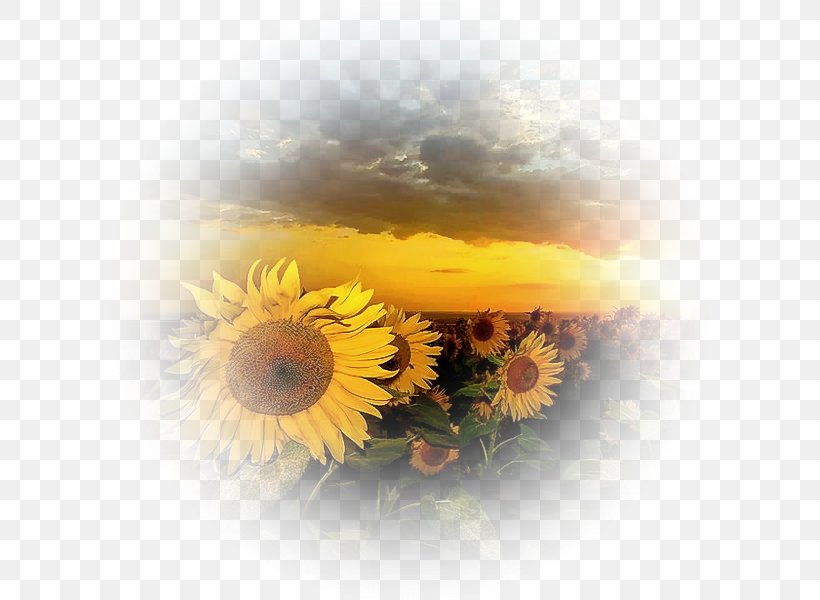 Desktop Wallpaper 4K Resolution Display Resolution Sunflower Mobile Phones, PNG, 600x600px, 4k Resolution, Bold And The Beautiful, Computer, Daisy Family, Display Resolution Download Free