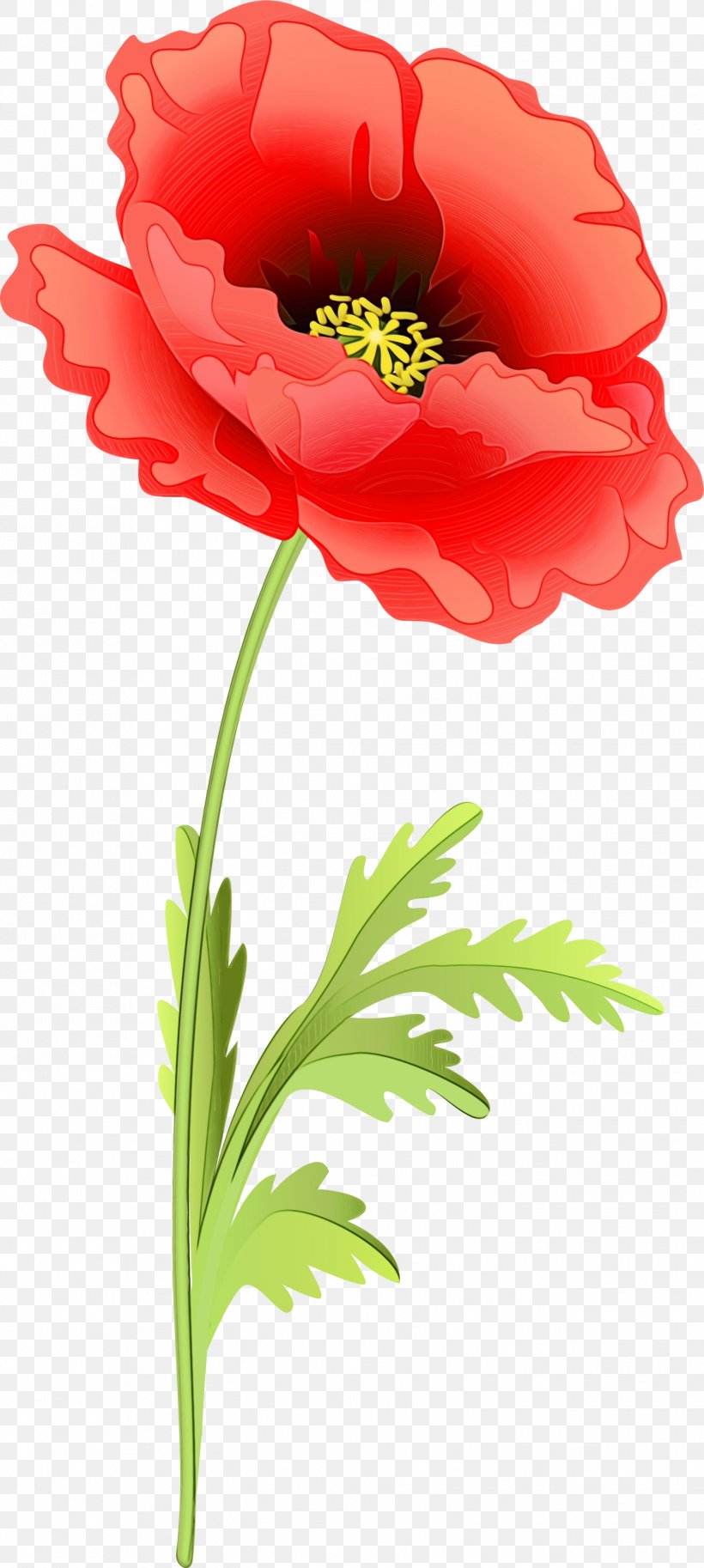 Flower Flowering Plant Plant Red Clip Art, PNG, 1347x3000px, Watercolor, Corn Poppy, Cut Flowers, Flower, Flowering Plant Download Free