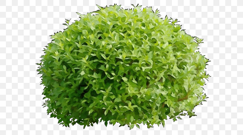Grass Aquarium Decor Plant Green Leaf, PNG, 640x456px, Watercolor, Aquarium Decor, Flower, Grass, Green Download Free