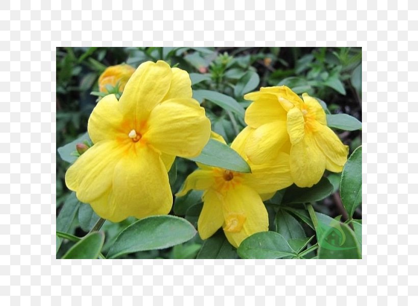 Japanese Jasmine Rosemallows Shrub Species, PNG, 600x600px, Jasmine, Annual Plant, Anxiety, Canna Family, Clima Subtropical Download Free