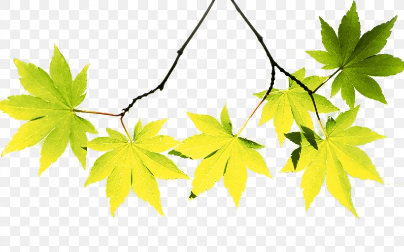 Maple Leaf Autumn, PNG, 2560x1600px, Maple Leaf, Autumn, Branch, Flowering Plant, Gratis Download Free