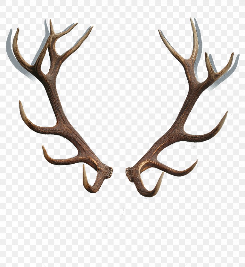 Moose Reindeer Red Deer Antler, PNG, 850x927px, Moose, Antler, Deer, Elk, Horn Download Free
