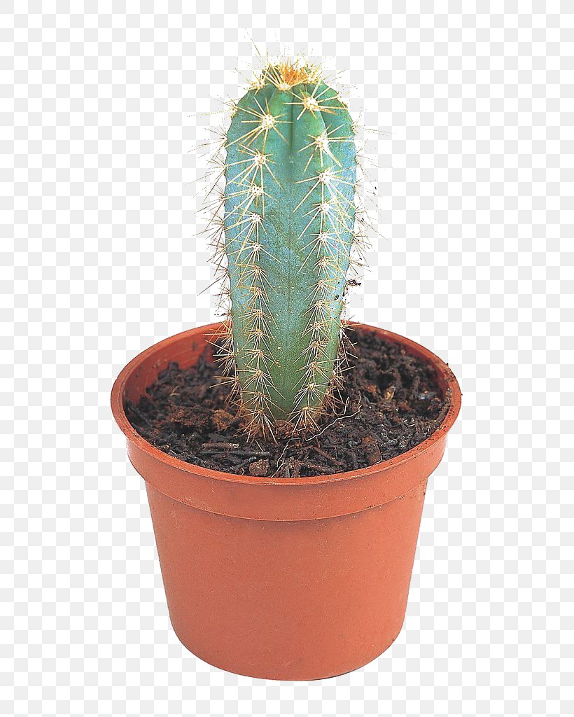 Cactaceae Opuntia Stricta Aloe Vera Succulent Plant Flowerpot, PNG, 618x1024px, Cactaceae, Acanthocereus Tetragonus, Aloe, Aloe Vera, Bonsai Download Free