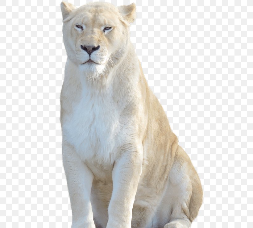 White Lion Cheetah Felidae Tiger, PNG, 515x739px, Lion, Animal, Big Cats, Carnivoran, Cat Like Mammal Download Free