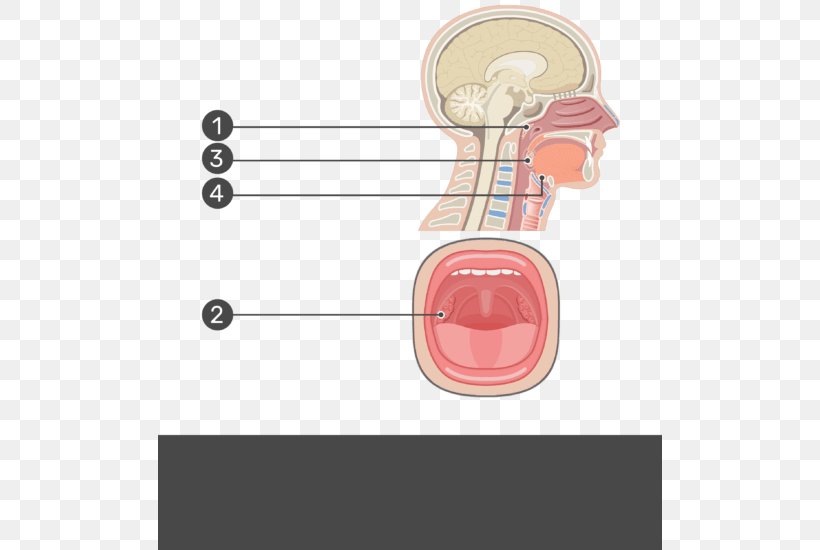 Adenoid Palatine Tonsil Pharynx Anatomy, PNG, 504x550px, Watercolor, Cartoon, Flower, Frame, Heart Download Free