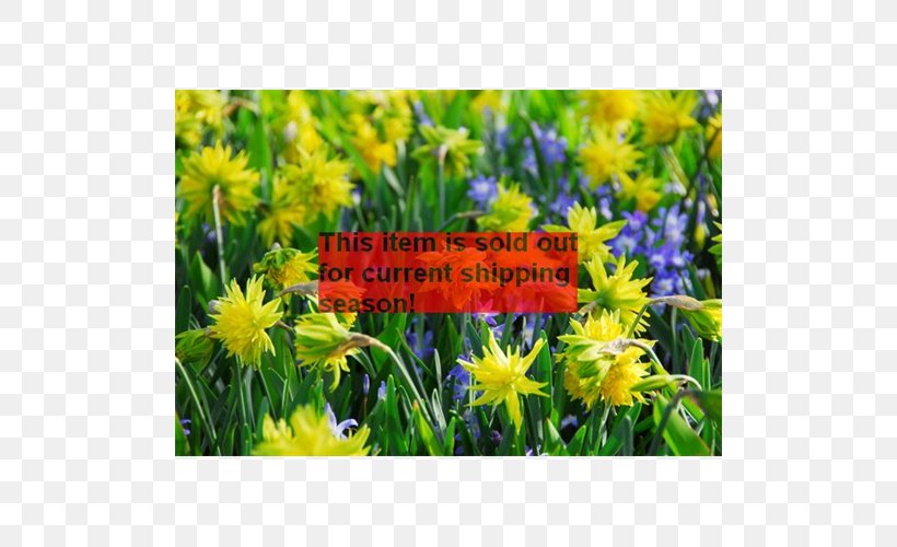 Daffodil Narcissus Gardening Bulb Rock Garden, PNG, 500x500px, Daffodil, Bulb, Daisy Family, Flora, Flower Download Free