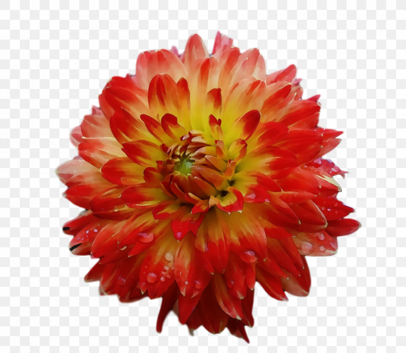 Dahlia Annual Plant Transvaal Daisy Cut Flowers Chrysanthemum, PNG, 1470x1280px, Watercolor, Annual Plant, Biology, Blanket Flowers, Chrysanthemum Download Free