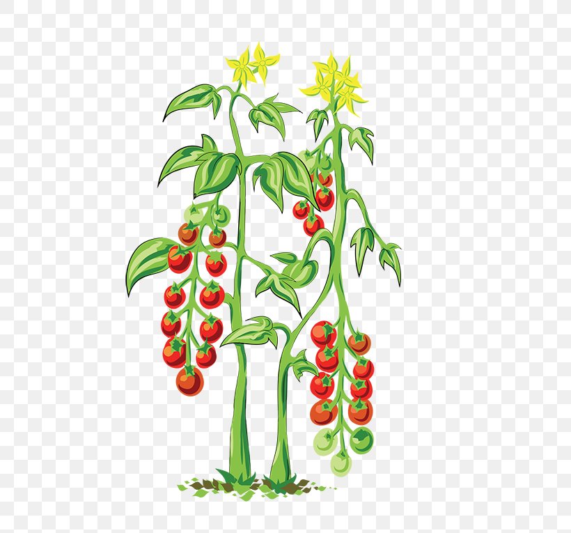 Greenify Cherry Tomato Flowerpot Plant Vegetable, PNG, 567x765px, Cherry Tomato, Art, Artwork, Branch, Chili Pepper Download Free
