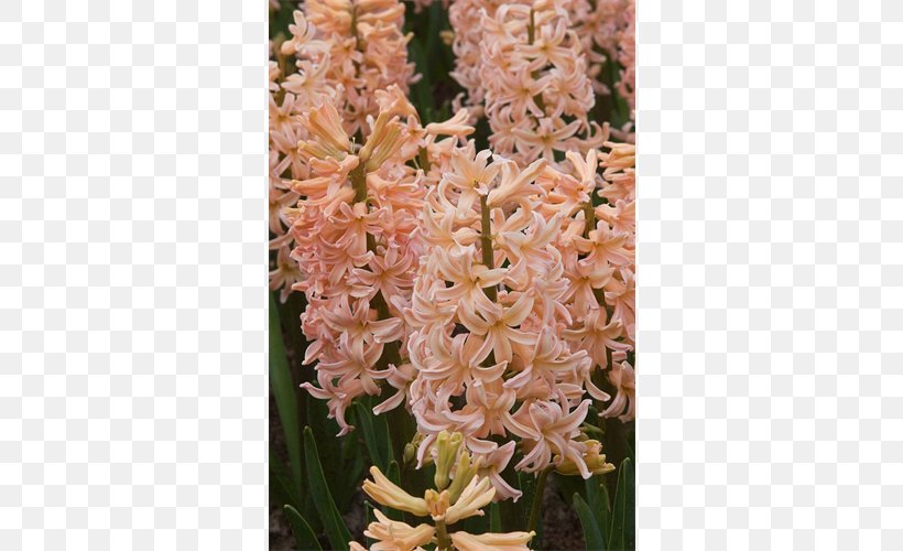 Hyacinth Bulb Terra Ceia Farms Plant Garden, PNG, 500x500px, Hyacinth, Bulb, Dutch, Dutch People, Farm Download Free