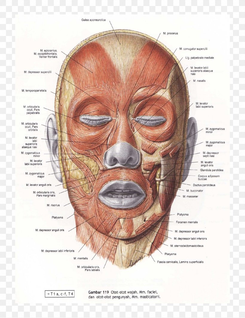 Orbicularis Oculi Muscle Facial Muscles Zygomaticus Major Muscle Levator Anguli Oris, PNG, 1700x2200px, Muscle, Anatomy, Cheek, Chin, Drawing Download Free