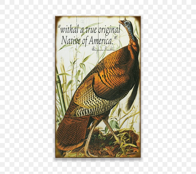 The Birds Of America Turkey Galliformes National Audubon Society, PNG, 730x730px, Birds Of America, Art, Beak, Bird, Carolina Parakeet Download Free