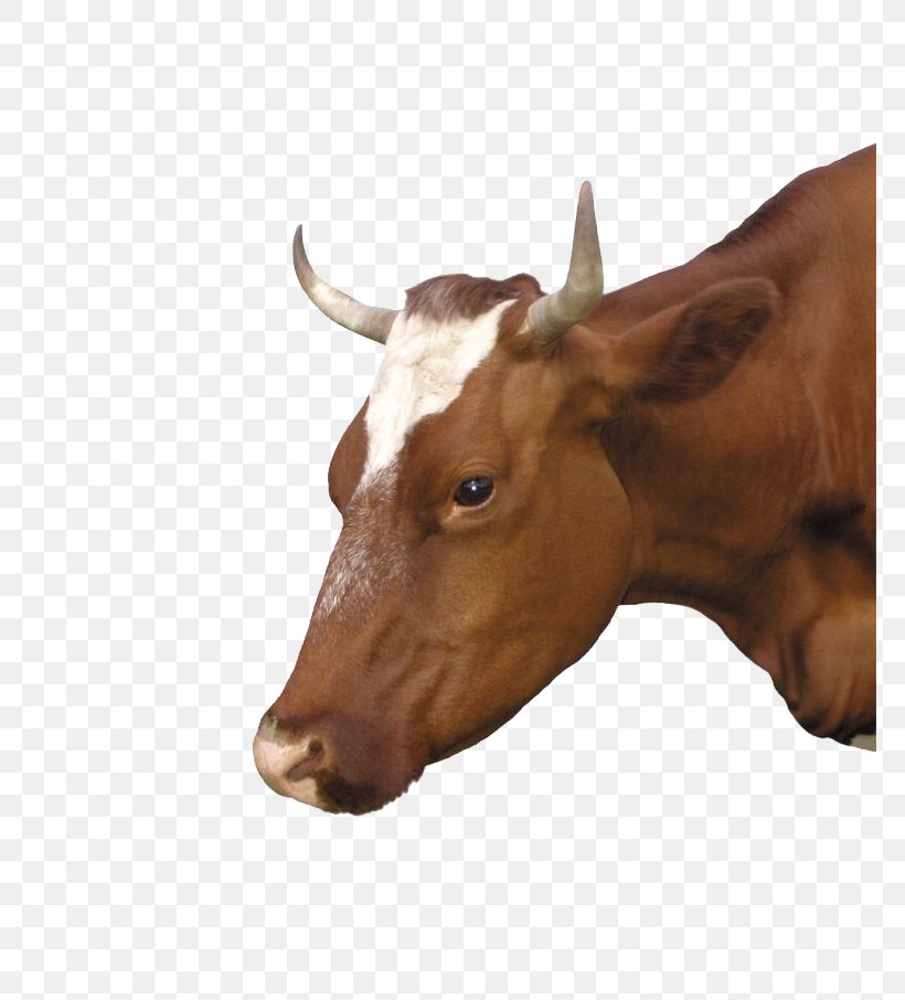 Calf Dairy Cattle Ox Eid Al-Adha Bayram, PNG, 768x906px, Calf, Animal, Bayram, Bull, Cattle Download Free