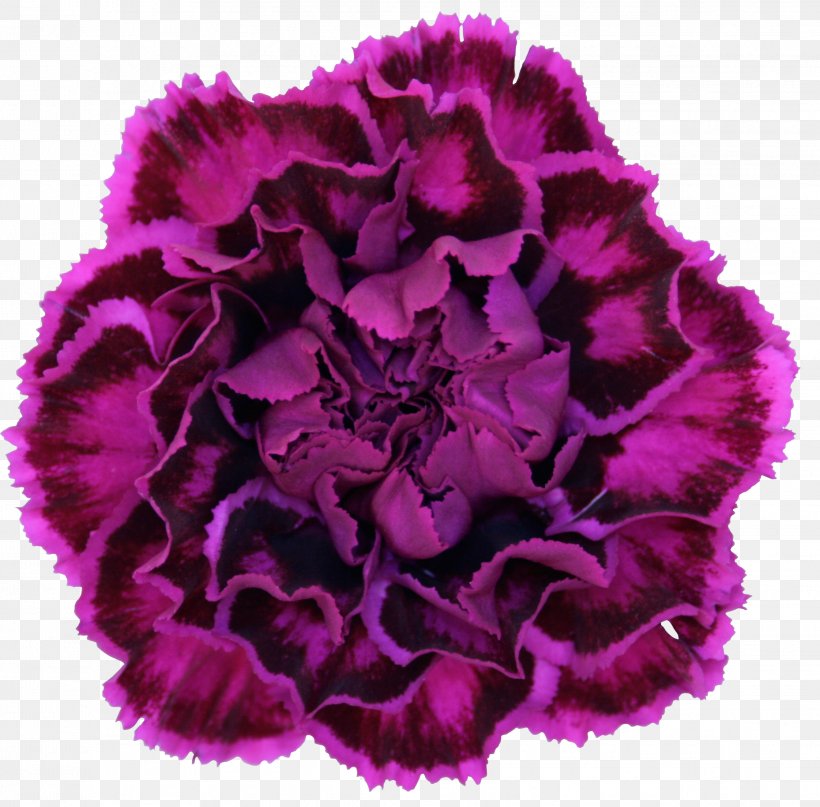 Carnation Flower Violet Purple Dianthus Chinensis, PNG, 2242x2208px, Carnation, Arumlily, Cut Flowers, Dianthus Chinensis, Floral Design Download Free