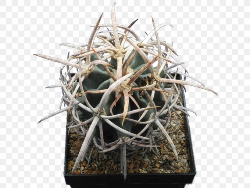 Echinocactus Polycephalus Copiapoa Strombocactus Disciformis Turbinicarpus Pseudomacrochele, PNG, 1024x768px, Copiapoa, Austria, Cactaceae, Cactus, Caryophyllales Download Free
