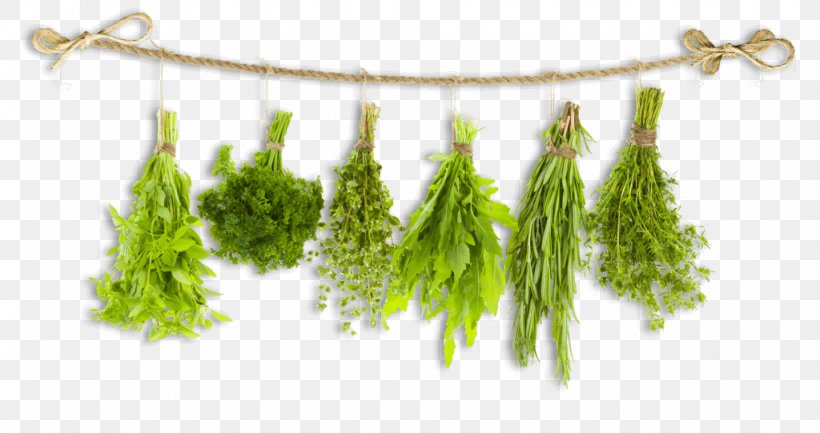 Herb Food Breakfast Oregano Health, PNG, 1024x541px, Herb, Arrowroot, Basil, Breakfast, Fines Herbes Download Free