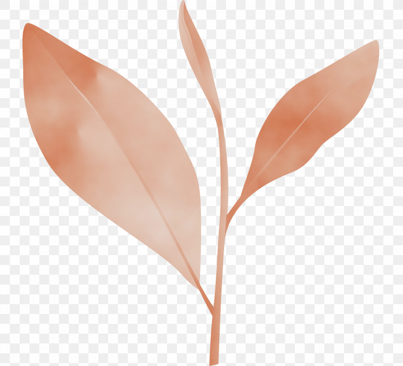 Leaf Flower Plant Tree Anthurium, PNG, 3000x2732px, Tea Leaves, Anthurium, Eucalyptus, Flower, Leaf Download Free