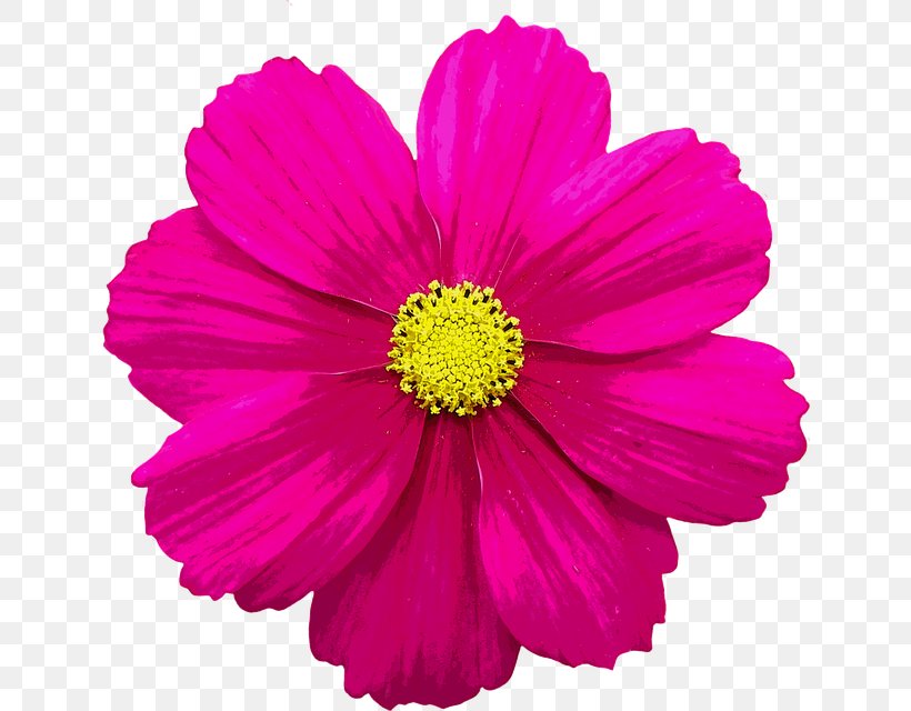 Pink Flowers Clip Art, PNG, 639x640px, Pink Flowers, Annual Plant, Aster, Chrysanths, Color Download Free