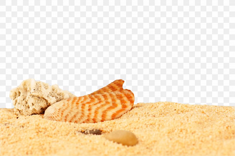 Sand Seashell Desktop Metaphor Wallpaper, PNG, 6000x4000px, Sand, Beach, Commodity, Desktop Metaphor, Food Download Free